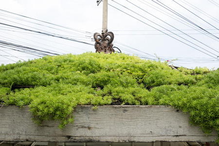 plant and flower garden backgroundの写真素材