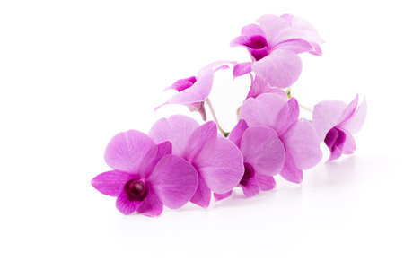 orchid isolated on white blackbackgroundの写真素材