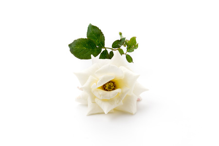 white rose on isolated backgroundの写真素材