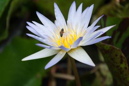 Beautiful lotus in the lotus gardenの写真素材