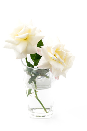 white rose on isolated backgroundの写真素材