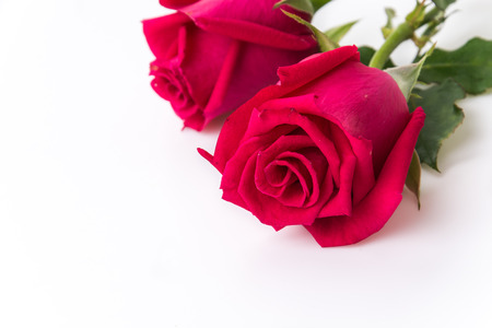 red roses isolated on white backgroundの写真素材