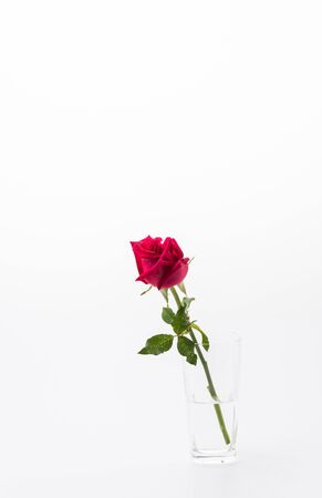 red rose isolated on white backgroundの写真素材