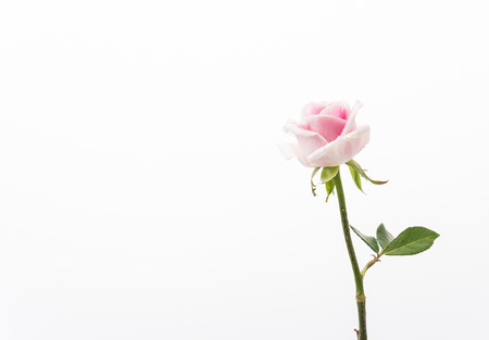 white and pink rose isolated on white backgroundの写真素材