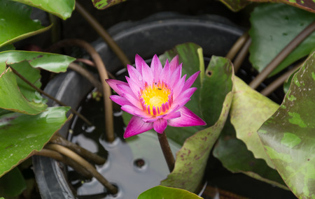 Beautiful lotus in the lotus gardenの写真素材