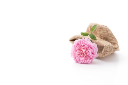 pink rose isolated on white backgroundの写真素材