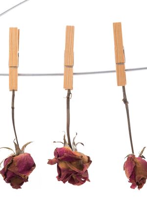 dry red roses isolated on white backgroundの写真素材