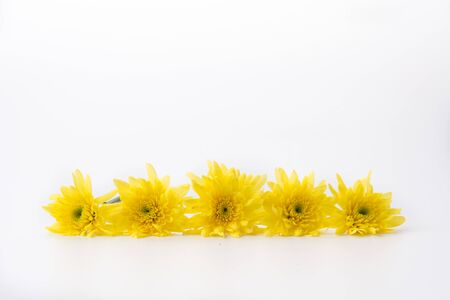 flower isolated on white backgroundの写真素材