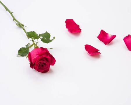 red rose isolated on white backgroundの写真素材