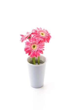 Pink gerbera flower isolated on white backgroundの写真素材