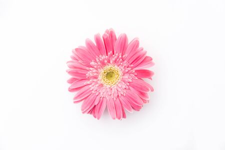Pink gerbera flower isolated on white backgroundの写真素材