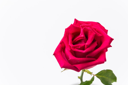 red rose isolated on white backgroundの写真素材