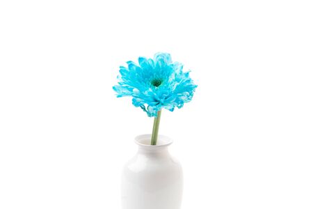 blue flower isolated on white backgroundの写真素材