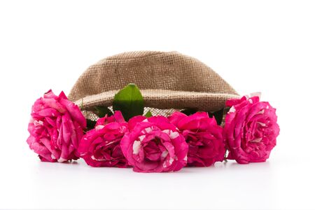 red rose isolated on white backgroundの写真素材