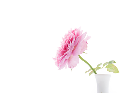 pink rose isolated on white backgroundの写真素材