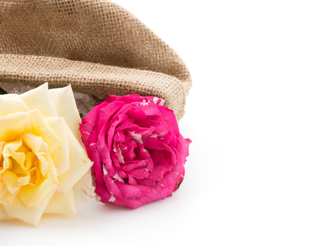 rose isolated on white backgroundの写真素材