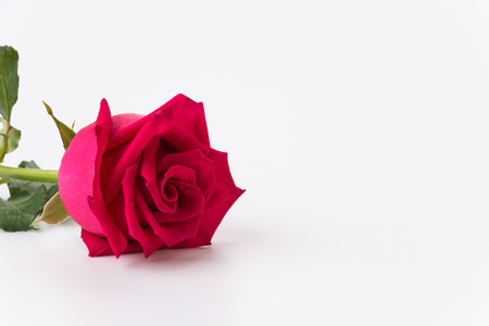 red rose isolated on white backgroundの写真素材
