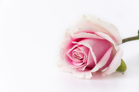 white and pink rose isolated on white backgroundの写真素材
