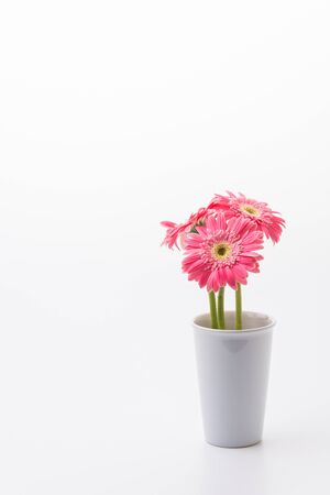 Pink gerbera flower isolated on white backgroundの写真素材