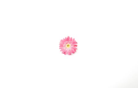 Pink gerbera flower isolated on white backgroundの写真素材