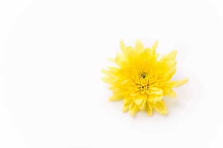 flower isolated on white backgroundの写真素材