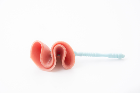 baloney sausage isolated on white backgroundの写真素材