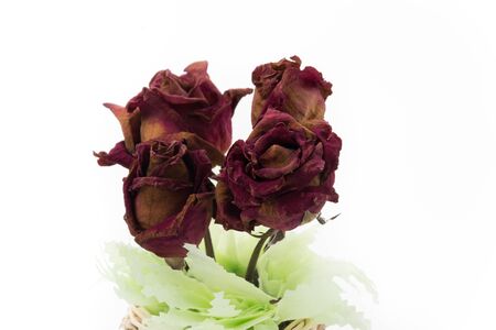 dry red roses isolated on white backgroundの写真素材
