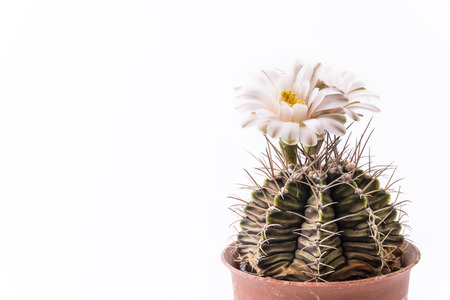 Cactus flower isolated on white backgroundの写真素材
