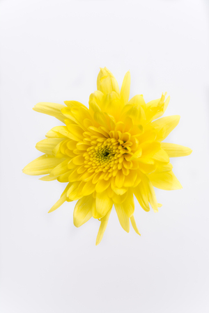 flower isolated on white backgroundの写真素材