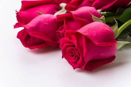 red roses isolated on white backgroundの写真素材