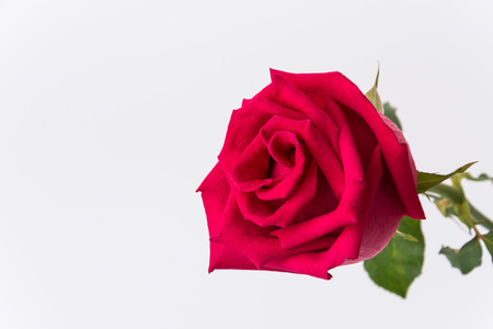 red rose isolated on white backgroundの写真素材