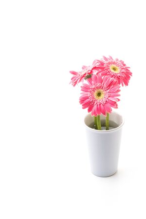 Pink gerbera flower isolated on white backgroundの写真素材