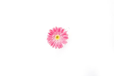 Pink gerbera flower isolated on white backgroundの写真素材