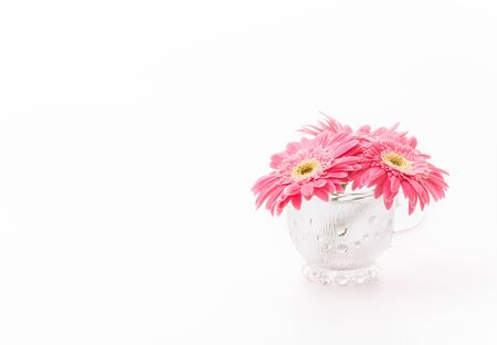 Pink gerbera flowers isolated on white backgroundの写真素材
