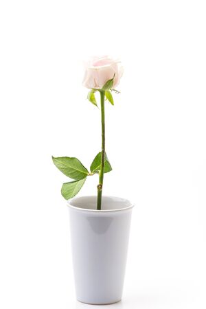 white and pink rose isolated on white backgroundの写真素材
