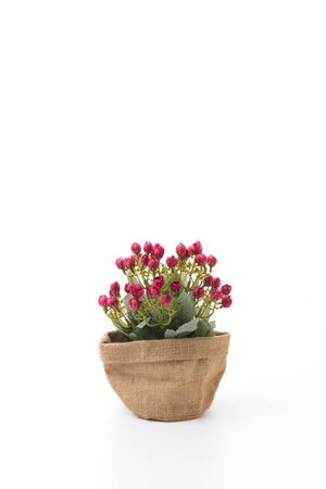 Bouquet flower isolated on white backgroundの写真素材
