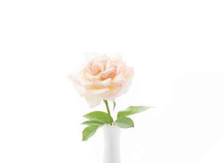 white rose isolated on white backgroundの写真素材