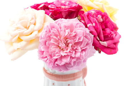 roses isolated on white backgroundの写真素材