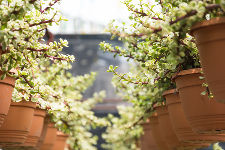 Hanging Flowers and plant in potの写真素材