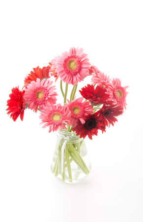 pink and red gerbera flowersの写真素材