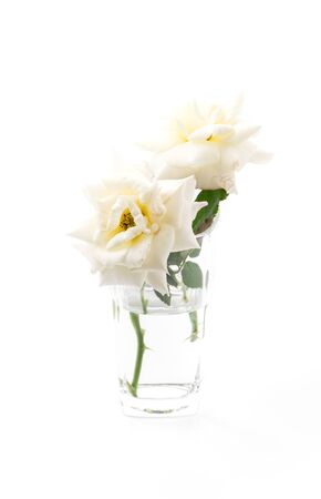 white roses isolated on white backgroundの写真素材