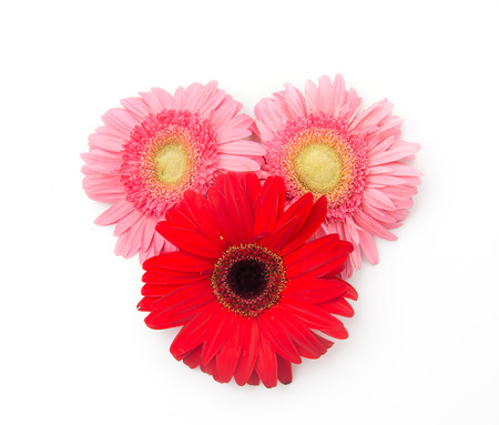 pink and red gerbera flowersの写真素材