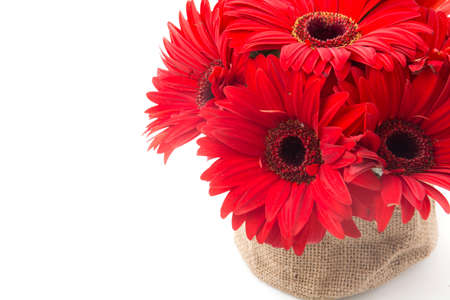 red gerbera flowers isolated on white backgroundの写真素材