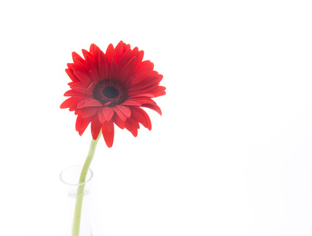 red gerbera flower isolated on white backgroundの写真素材