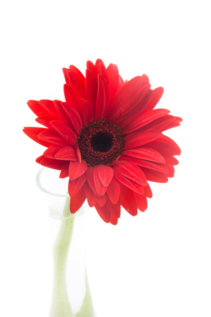 red gerbera flower isolated on white backgroundの写真素材