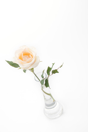 white rose isolated on white backgroundの写真素材