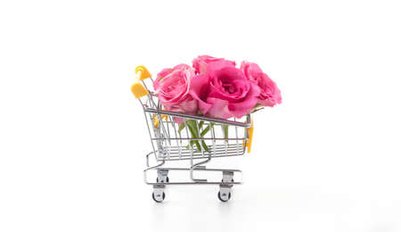 pink rose isolated on white backgroundの写真素材