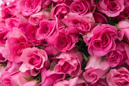 pink rose isolated on white backgroundの写真素材