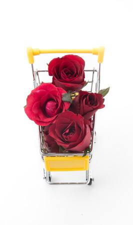 red rose isolated on white backgroundの写真素材