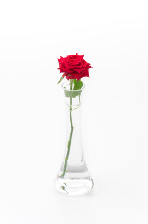 red rose isolated on white backgroundの写真素材